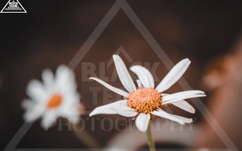 DBG SEO